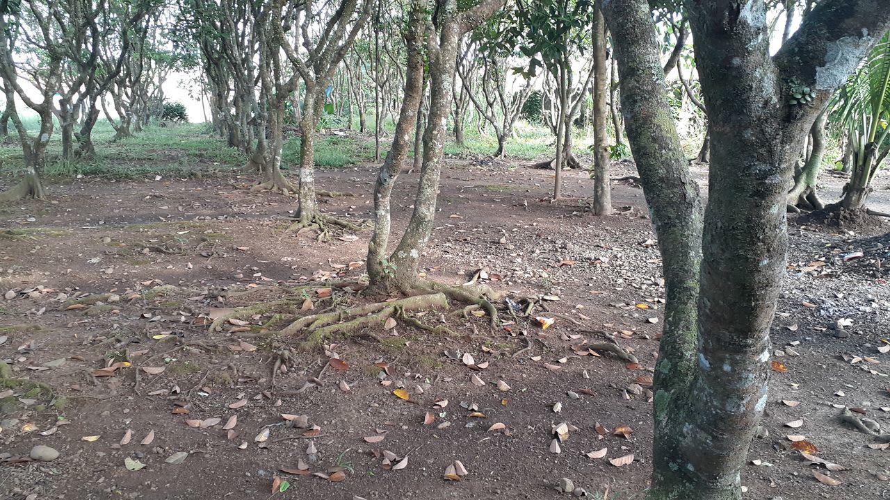 TREES GROWING ON FIELD