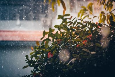 Close-up of wet glass window during rainy season