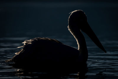 Close-up of a bird in lake