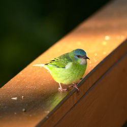 Side view of bird on wooden railing