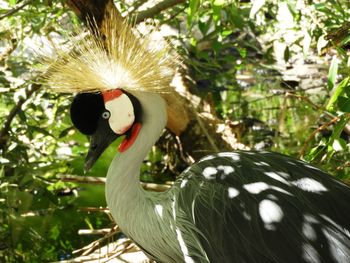 Close-up of a bird