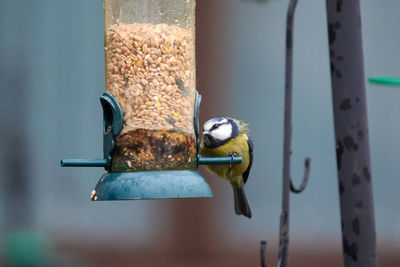 Close-up of bird perching on metal feeder