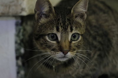 Close-up portrait of tabby cat