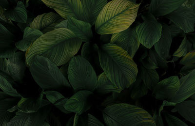 Closeup green leaves of tropical plant in garden. dense dark green leaf with beauty pattern 