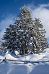 Snow covered pine trees on field against sky