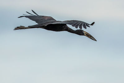 Low angle view of bird flying in the sky