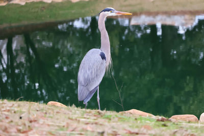 High angle view of gray heron in water