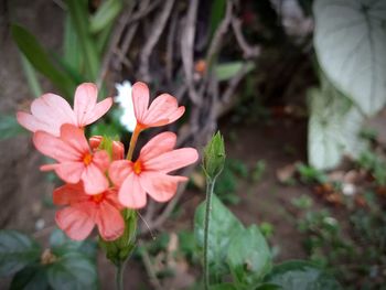 Close-up of orange flowering plant