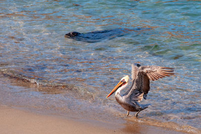 Bird flying over lake