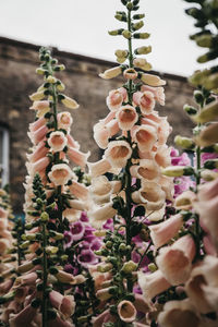 Close-up of flowering plants hanging from tree