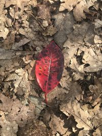 High angle view of dry leaf on autumn leaves