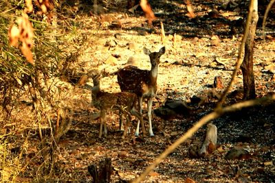 Deer in forest