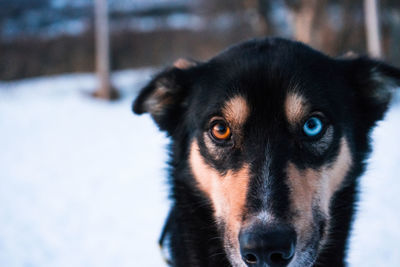 Close-up portrait of dog