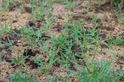 High angle view of plants growing on field