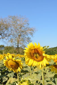 Close-up of fresh sunflowers against clear sky