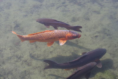 View of koi fish in a pond