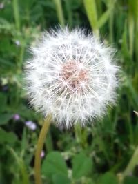 Close-up of dandelion