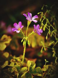 Close-up of purple flowering plant