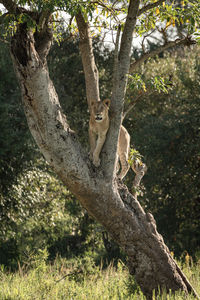 Low angle view of lioness standing on tree trunk in forest