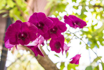 Close-up of pink flowers blooming outdoors
