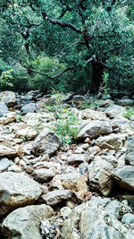 Surface level of stream flowing through rocks in forest