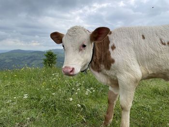 Cow standing in field against sky