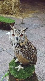 Close-up of bird