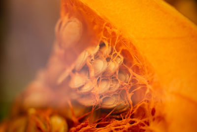 Close-up of orange flower