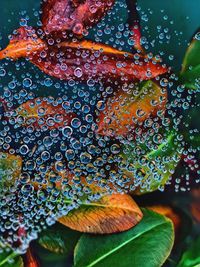 Close-up of wet leaf