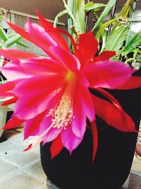 Close-up of red flower