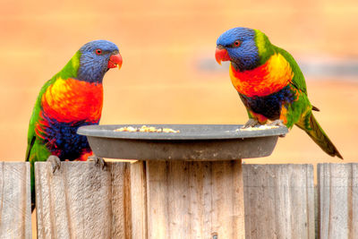 Close-up of parrot perching on peacock