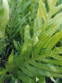 Full frame shot of wet plants