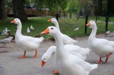 Close-up of swans