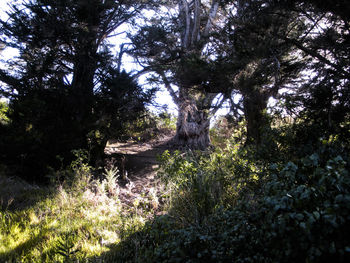 Trees on field in forest against sky