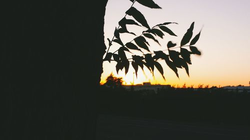 View of trees at sunset