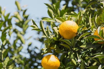 Close-up of oranges growing on tree