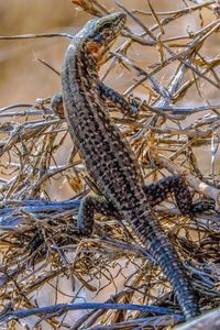 Close-up of lizard on tree