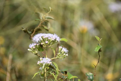 Close-up of white flowering plant