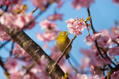 Low angle view of bird perching on tree