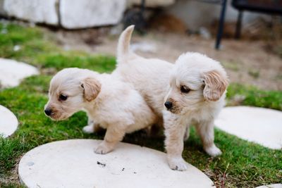 Close-up of white dog