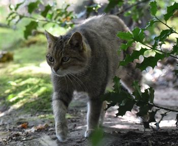 Portrait of cat by plants