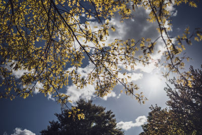 Low angle view of tree against sky