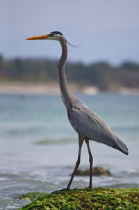 View of heron perching on a bird