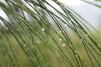 Full frame shot of wet plant