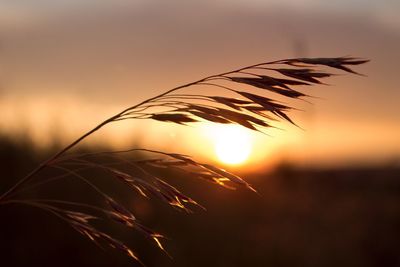 Close-up of silhouette plant against sky during sunset