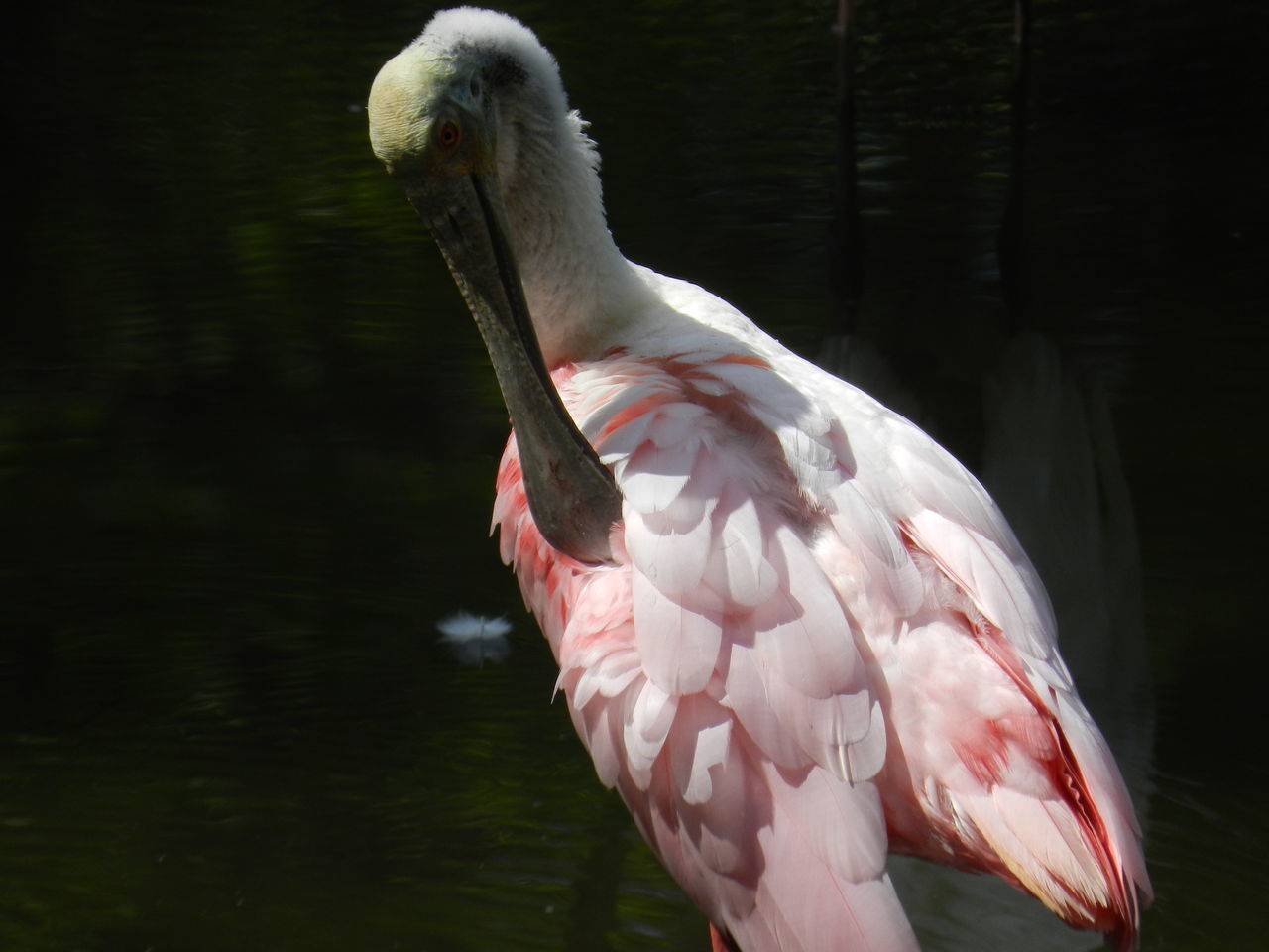 Roseate spoonbill preening