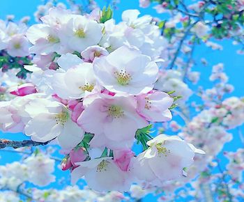 Low angle view of cherry blossom