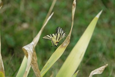 Butterfly on leaf