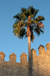 Low angle view of palm tree against clear blue sky