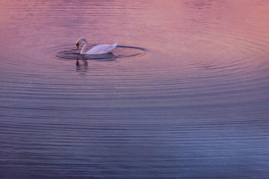 SWANS SWIMMING ON LAKE